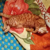 واگذاری گربه نارنجی|گربه|مشهد, ادیب نیشابوری (شهرک غرب)|دیوار