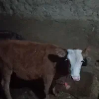 گاو|حیوانات مزرعه|مهربان, |دیوار