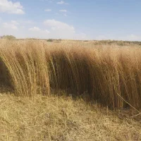 جاروی محلی|لوازم نظافت|دهگلان, |دیوار