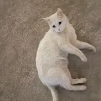 گربه سفید گمشده|حیوانات|تهران, جردن|دیوار