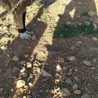 سگ گله|سگ|داران, |دیوار