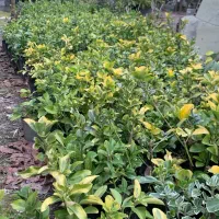 فروش انواع شمشاد