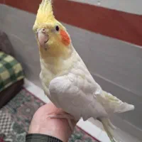 عروس هلندی لوتینو