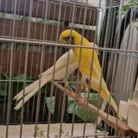 قناری رسمی بلند* خانگی * سالم سرحال *