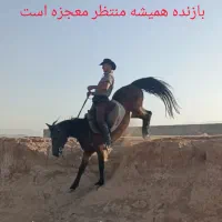 اسب  مادیان  فروش|اسب و تجهیزات اسب‌سواری|شیراز, کیان آباد|دیوار