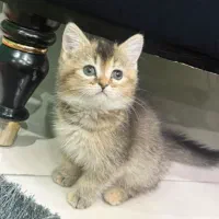 گربه بیریتیش|گربه|تهران, منیریه|دیوار