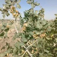 یک هکتار باغ پسته ۱۰ساله بارده معاوضه با خودرو