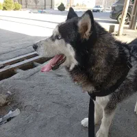 سگ هاسکی|سگ|رباطکریم, الارد|دیوار