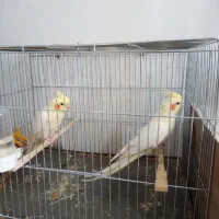 چند جفت عروس مولد