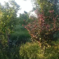 زمین کشاورزی واقع در کشکسرای