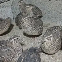 بلدرچین کانادایی بالغ