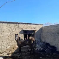 کره مادیون تولیدی