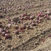 خرید‌وفروش‌‌پیاز وسیب‌‌درختی|عمده‌فروشی|مهاباد (آذربایجان غربی), |دیوار