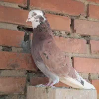 کفتر|پرنده|تهران, باغ خزانه|دیوار