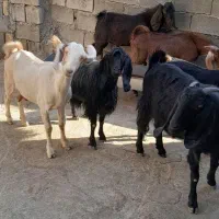 سلام فروش هفت عددبز|حیوانات مزرعه|دالاهو, |دیوار