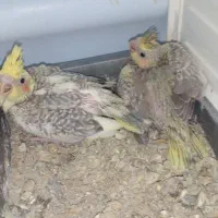 وقت دستی کردن