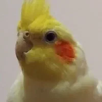 عروس هلندی لوتینو