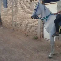 اسب
