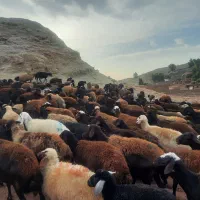فروش گوسفند