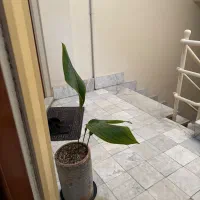 سه عدد گلدان ۵۰۰ مقطوع|گل و گیاه طبیعی|مشهد, چهارچشمه|دیوار