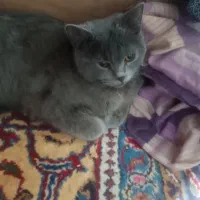 بریتیش بلو 2 تا|گربه|اراک, |دیوار