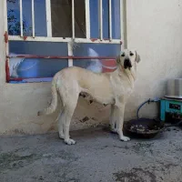 واگذاری سک پژدر|سگ|شمشک, |دیوار