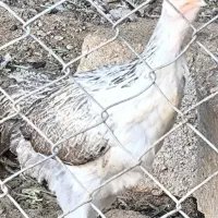 جوجه مرغ خروس6ماه