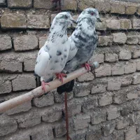 کبوتر