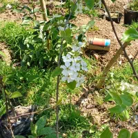 نهال خوج محلی