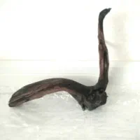 فروش درخت آکواریوم