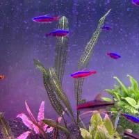 گیاه پلنت|ماهی|تهران, منیریه|دیوار