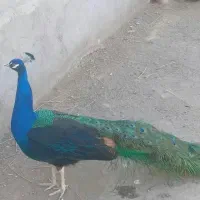 انواع نژاد طاووس|پرنده|تهران, دکتر هوشیار|دیوار