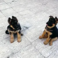 توله ماده و نر ژرمن شپرد|سگ|محمدشهر, محمدشهر|دیوار