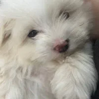 سگ شیتزو تریر