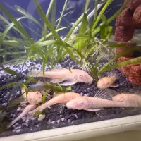 کت پوزه بوطه ای البینو ماهی گپی