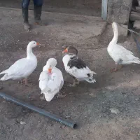 چهار عدد غاز