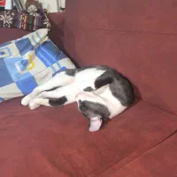 گربه تاکسی دو، با شناسنامه، واگذاری رایگان