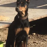 دوبرمن ماده نژاد عالی