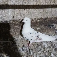 کفتر سرور هما پرشی تکی و تعداد|پرنده|ری, تقی آباد|دیوار