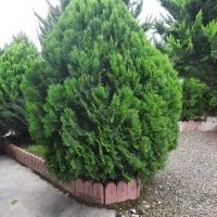 درخت کارج|گل و گیاه طبیعی|ماسال, |دیوار