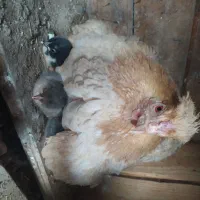 مرغ و خروس ریشی گلین درجه ۱