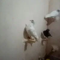 جوجه کبوتر|پرنده|بیرجند, |دیوار