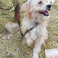 واگذاری سگ|سگ|فیروزآباد (فارس), |دیوار