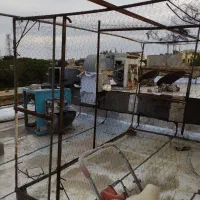 لونه کبوتر دوم کفتری