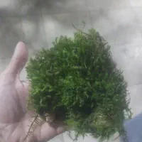 خز جنگلی گیاه|گل و گیاه طبیعی|آستانه اشرفیه, |دیوار