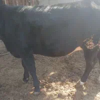 گاو تلیسه ابستن ۲راس|حیوانات مزرعه|دوزین, |دیوار