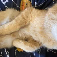 گربه جینجر خانگی بامزه، شیطون|گربه|مشهد, صداقیه|دیوار