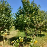 باغ میوه|فروش زمین و ملک کلنگی|آباده, |دیوار