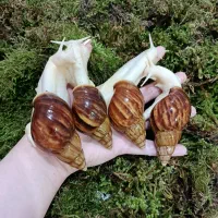 انواع حلزون های آفریقایی و ملزومات نگهداری