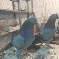 کبوتر|پرنده|شهرکرد, |دیوار